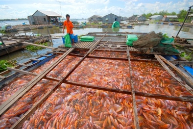 Tạo bước chuyển về năng suất, chất lượng tại Đồng Tháp